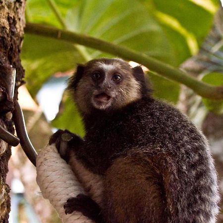 Pousada Bambu Itacaré المظهر الخارجي الصورة